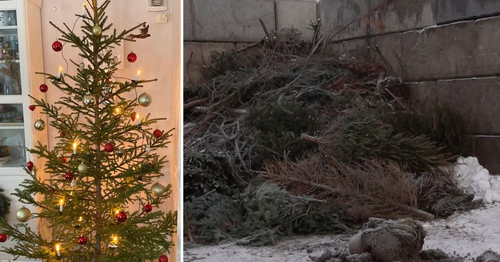 Avlämning av julgranar i Sundsvall
