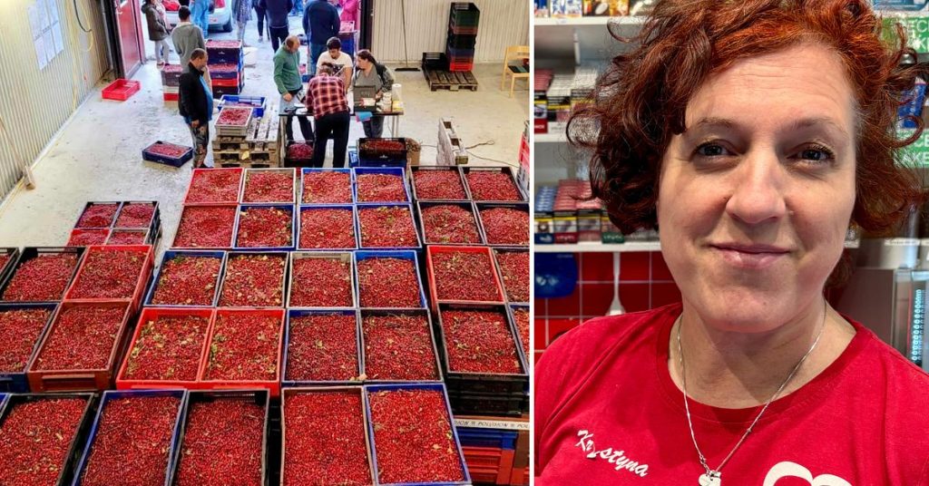 Bäruppköparen Krystyna orolig för svarthandel med bär