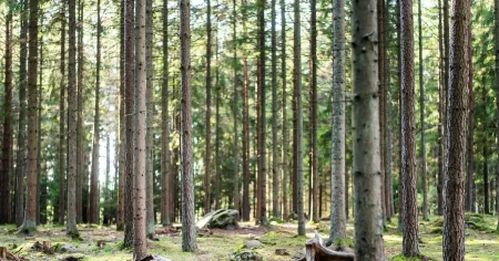 Ljusning för skogen – men gapet till EU:s klimatmål kvarstår