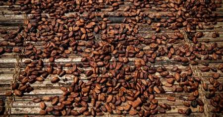 Kakaopriset rasar – men chokladen hänger inte med