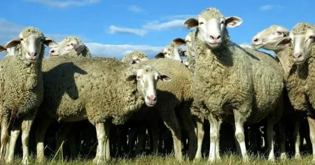 Säverman: Nya, krispiga gängbildningar