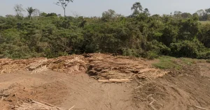 EU-lag som ska bromsa skövling av regnskogar kan fördröjas