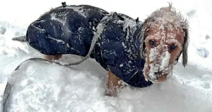 Ståhlis: Snön faller och den hälsingska genen slår till