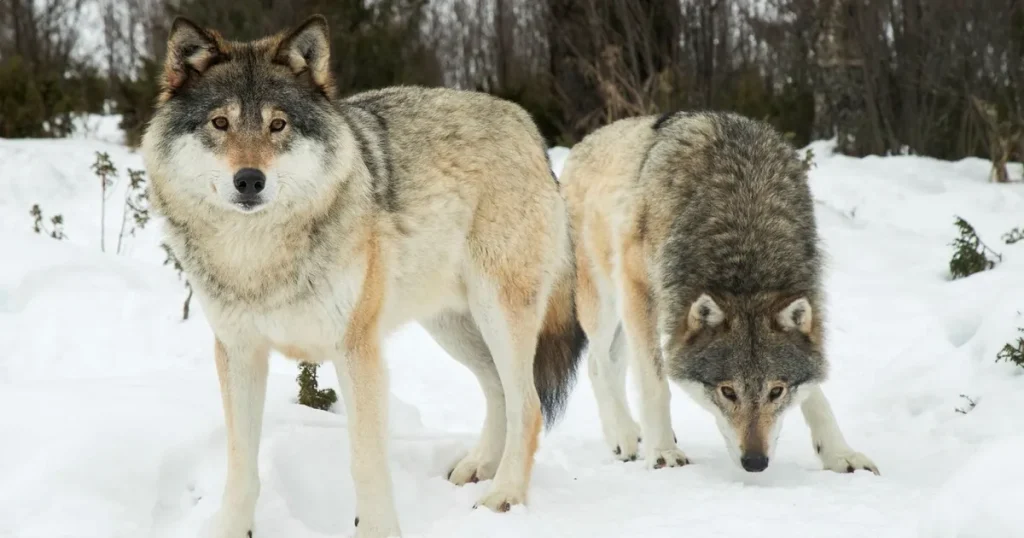 Jaktstopp ändrar inget: ”Vi vill ha färre vargar”