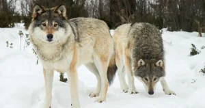 Jaktstopp ändrar inget: ”Vi vill ha färre vargar”