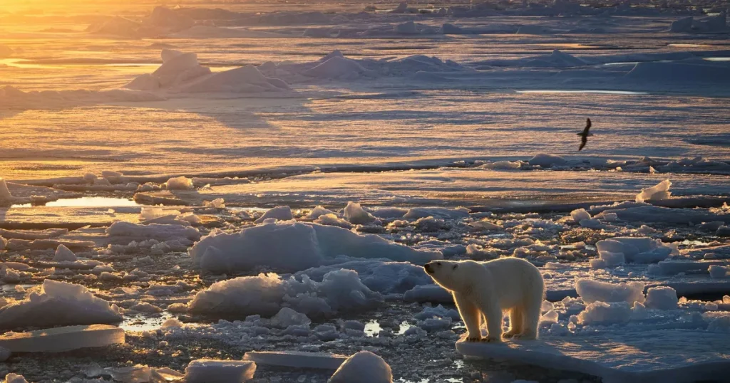 Fetare isbjörnar när klimatet förändras – ny studie överraskar