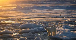 Fetare isbjörnar när klimatet förändras – ny studie överraskar