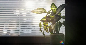 91-åring kameraövervakade sin bil – vräks från lägenheten