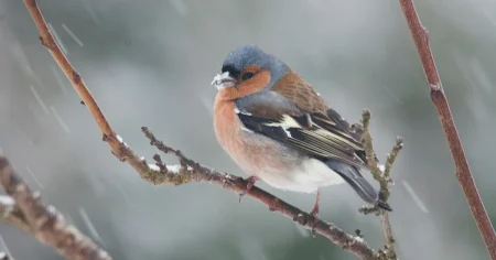 EKG: Skuggornas skumma betydelse, och finken som blev en räv