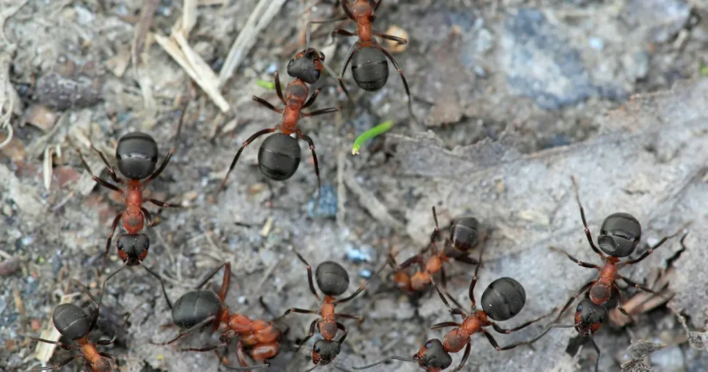 Därför tog myrorna över världen