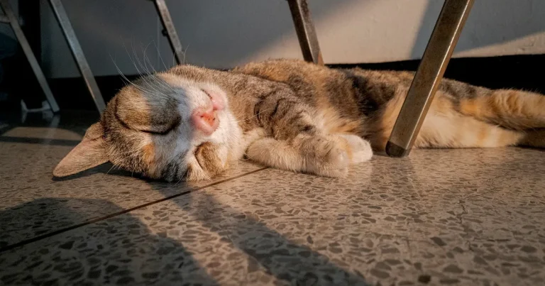 Marianne Björklund: Har inte omhuldandet av katter gått lite för långt?