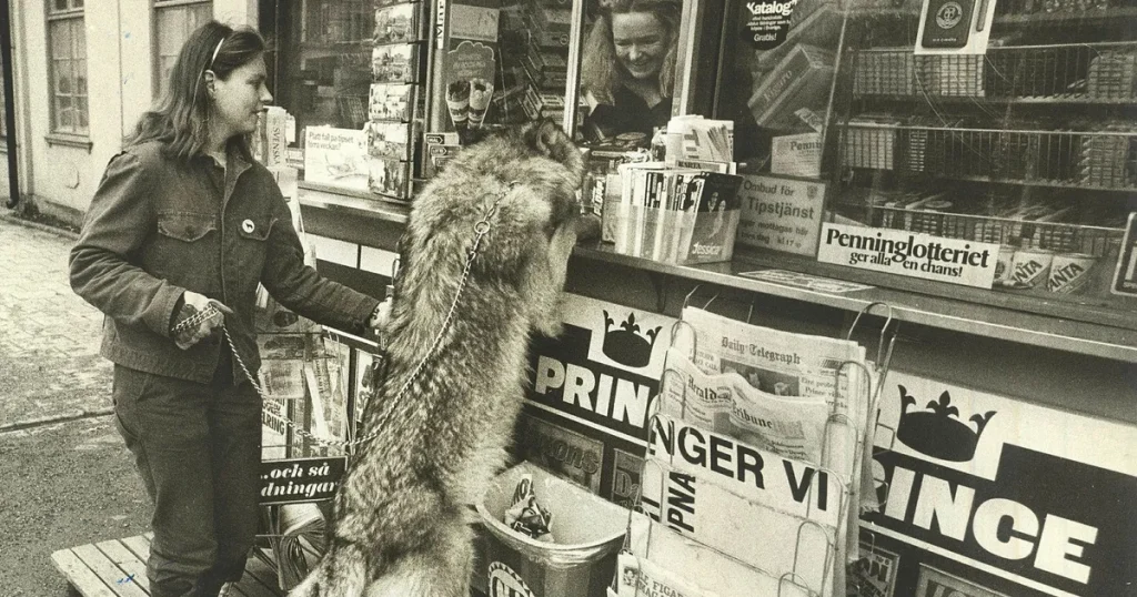 Ståhlis: Mitt möte med vargen – i fårakläder