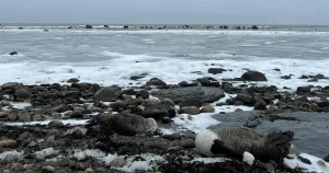 Mängder av döda fåglar på stränder i södra Sverige