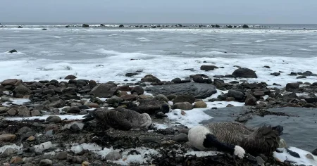 Mängder av döda fåglar på stränder i södra Sverige