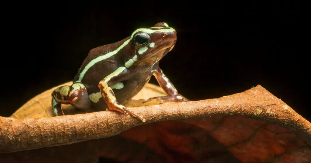 Grodgiftet dödade Navalnyj: ”Stimulerar nikotinreceptorer”