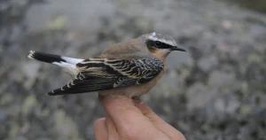 Klimatförändringar driver fåglarna högre upp i de svenska fjällen