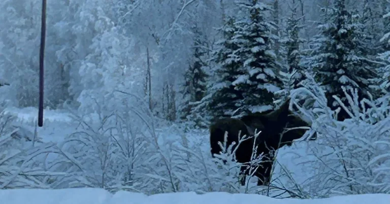 Jessica: En Instagram-älg gör entré