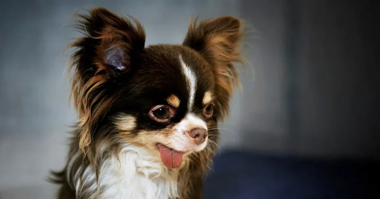 Ny studie visar ytterligare tolv hundraser med andningsproblem