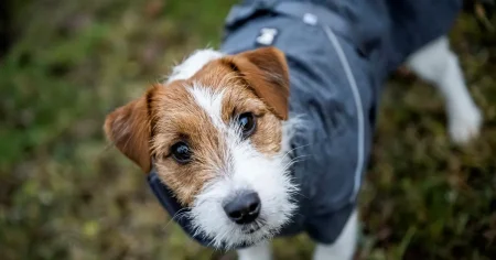 Susanne Nyström: Om inte ens husdjur får vara en klassfråga – vad ska då vara det?