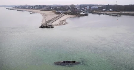 Valen utanför Lübeck är fri – drönare följer dess väg mot Atlanten