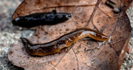 Hopp om att invasiva masken dött i kylan – söker med hundar