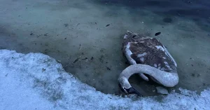 Döda svanar hade fågelinfluensa – SVA varnar: ”Mata inte”