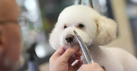 EKG: Efter raggarduschen kommer en pudel