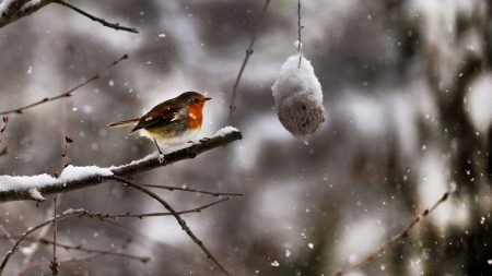 Svår vinter för många fåglar – klarade inte kylan