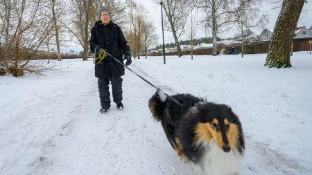 Ny titel på svenska:
Charlie åt cannabis – veterinärräkning 20 000 kronor