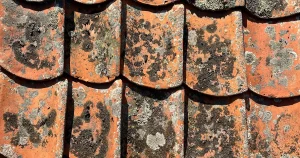 Tegel från Stockholms stadshus originaltak återfunnet: ”Nationalklenod”