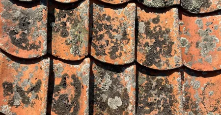 Tegel från Stockholms stadshus originaltak återfunnet: ”Nationalklenod”