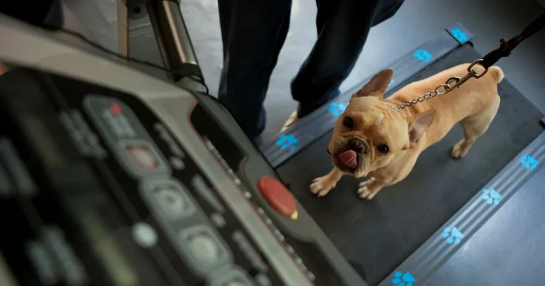 I Kina räcker inte promenader – nu ska hundarna gå på gym