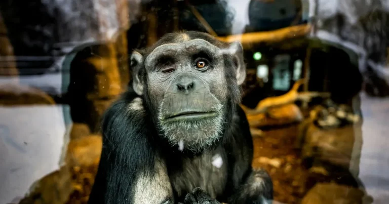 Lisa Magnusson: Skjutna apor och delfinshower – hur är det här ens lagligt i Sverige?