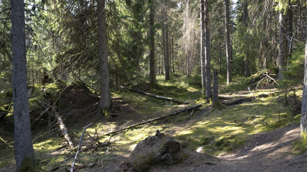 Svensk urskog lagrar mycket mer kol än brukad skog