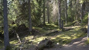 Svensk urskog lagrar mycket mer kol än brukad skog