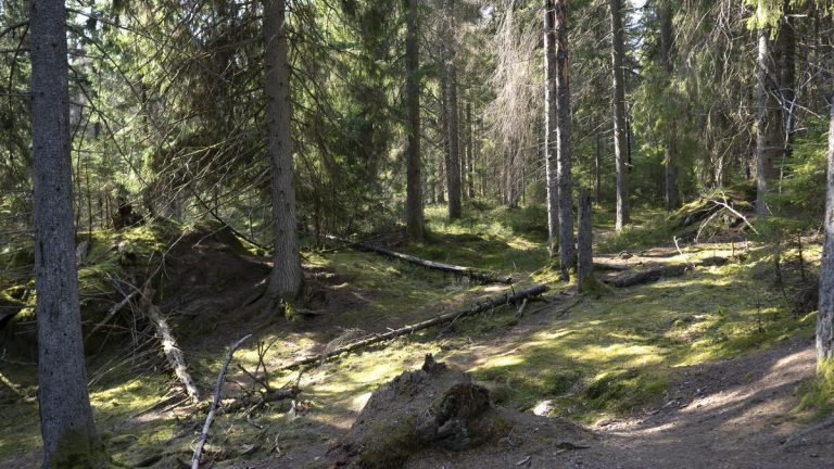 Svensk urskog lagrar mycket mer kol än brukad skog