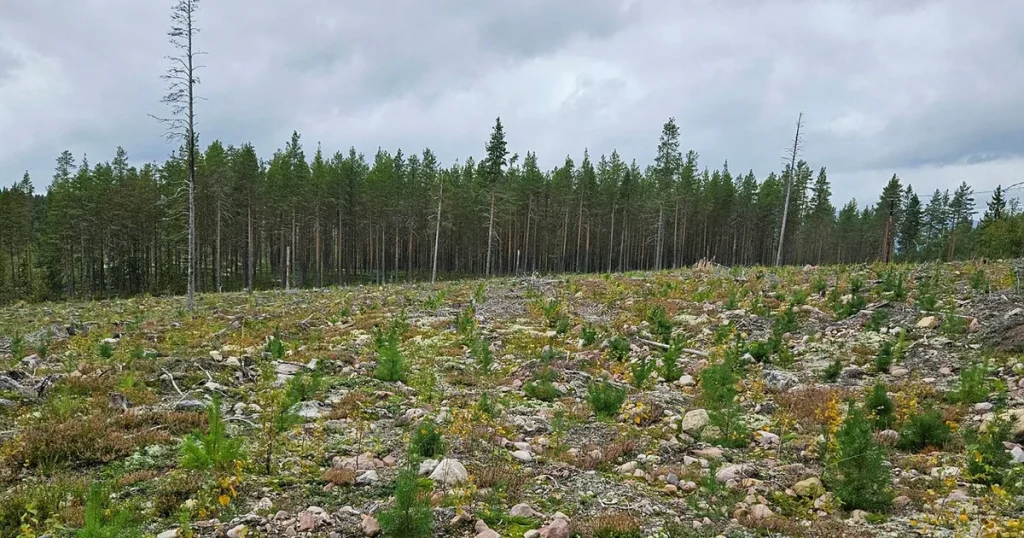 Skogsbrukets historiska kolförlust – större än alla våra fossila utsläpp