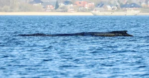 Strandade valen i Östersjön verkar ha gett upp
