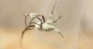 ”Zombiesvamp” hittad i Sverige – radiostyr spindlar