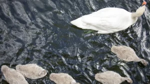 Tre svanungar döda av fågelinfluensa på Värmdö
