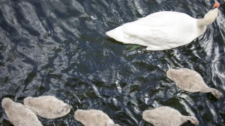 Tre svanungar döda av fågelinfluensa på Värmdö