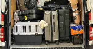 Varnar för rabiesrisk vid hundköp – valpar förs in i landet med falska intyg