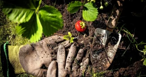 Greta Schüldt: Typiskt odlare att vara besatta av ”schysta lökar”