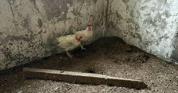 ”Mamma och pappa åt upphittade hönornas ägg till frukost”