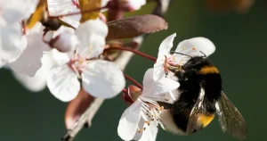 Allergiker ska få bättre hjälp av nya riktlinjer