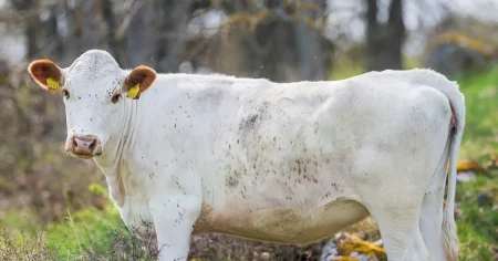 EU: Saknar du ko? Inget att skämmas för