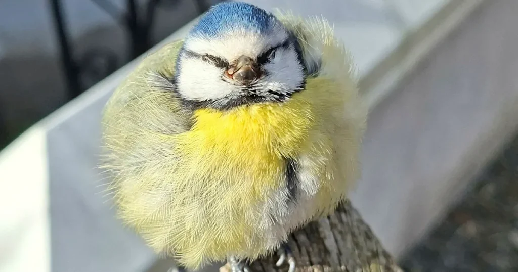 Nytt utbrott av dödlig blåmessjuka – rapporter från hela landet