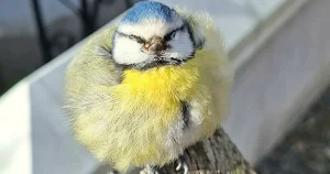 Nytt utbrott av dödlig blåmessjuka – rapporter från hela landet