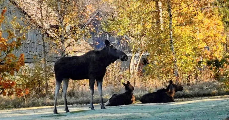 Älgarna har flyttat in i byn – kommunen vill att de ska skjutas