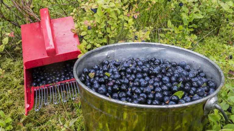 Skogsbärsföretag i Finland anklagade för prisfixering